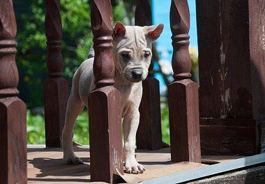 Thai Ridgeback puppy