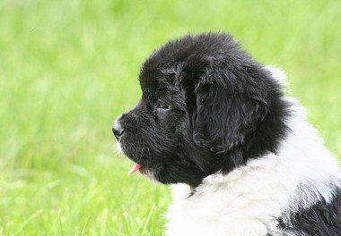 Black and white Newfoundland Dog puppy