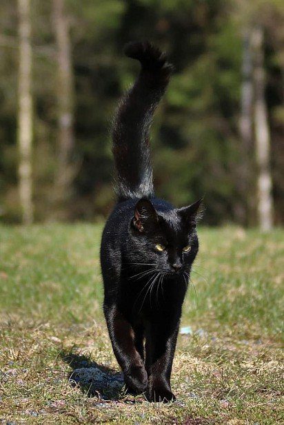 Bombay cat for a walk