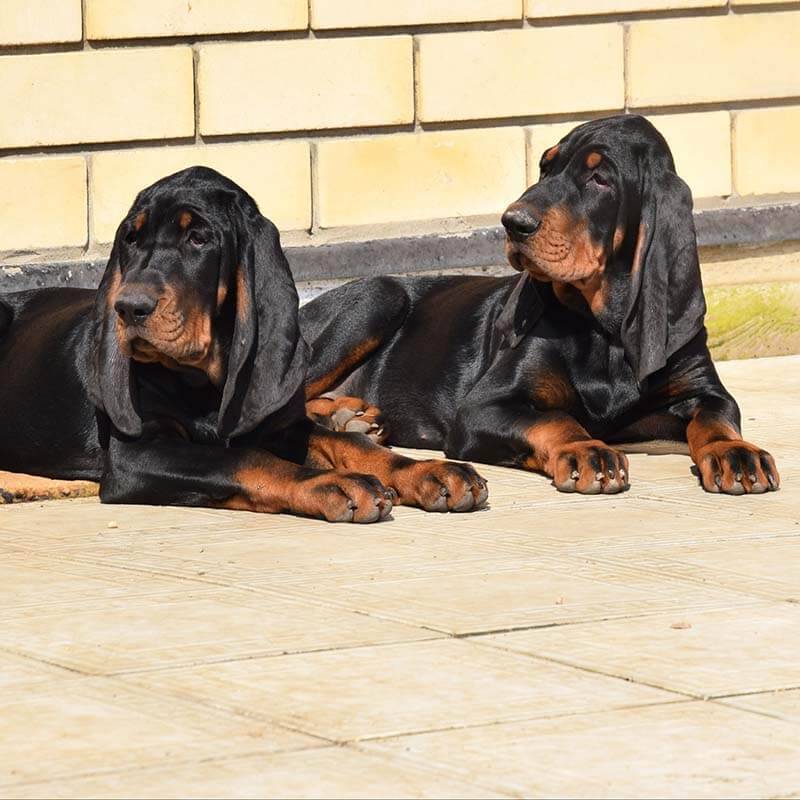 two black and tan coonhounds are resting after training