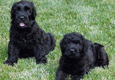 Russian black terrier puppies