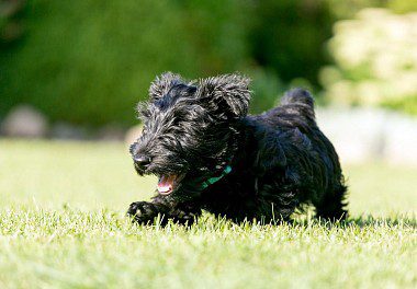 Scottish Terrier Puppy running