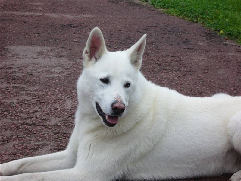 white dog
