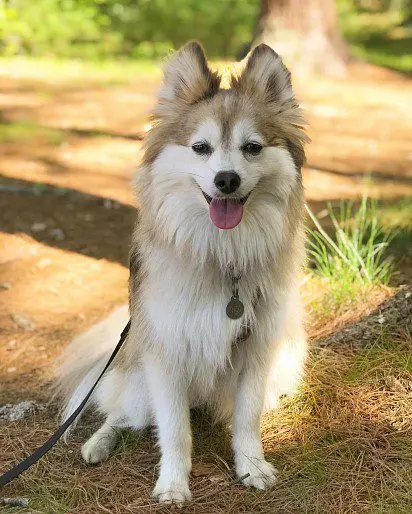 Fox type pomsky