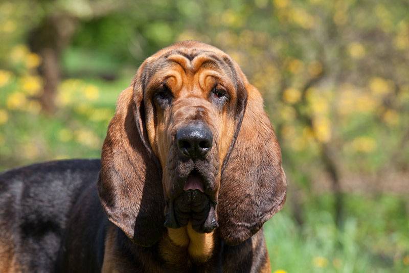 bloodhound face view