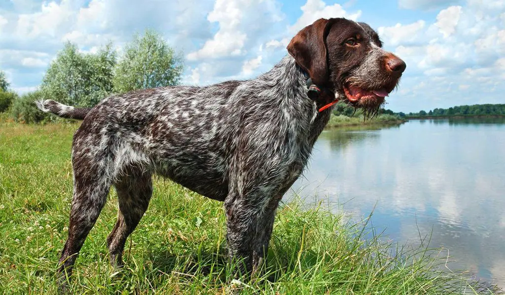 Drathaar (German Wirehaired Pointer)