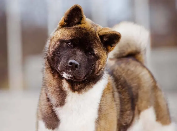 american akita head