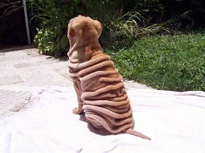 Wrinkles on the back of Shar Pei