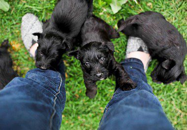 Scottish Terrier Puppies black
