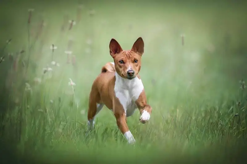 healthy basenji