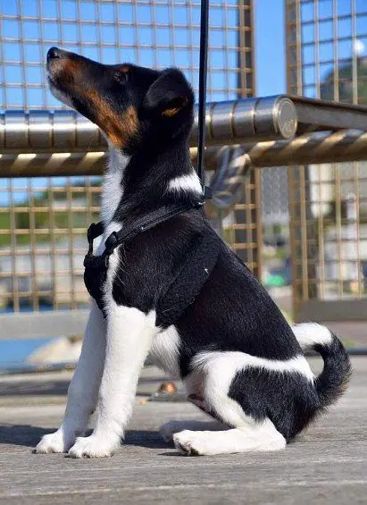 fox terrier puppy