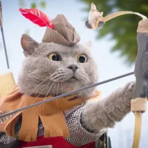 Aaron`s Animals – funny videos about cats