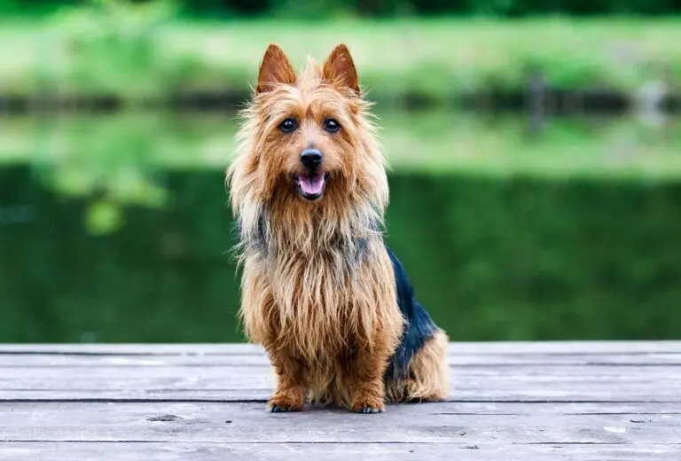 Aaustralian terrier