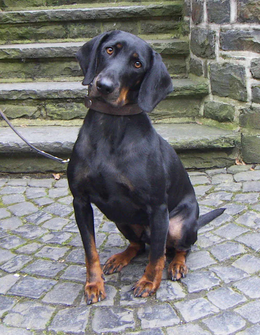 Aaustrian hound