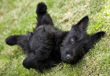 Scottish Terrier Puppy black