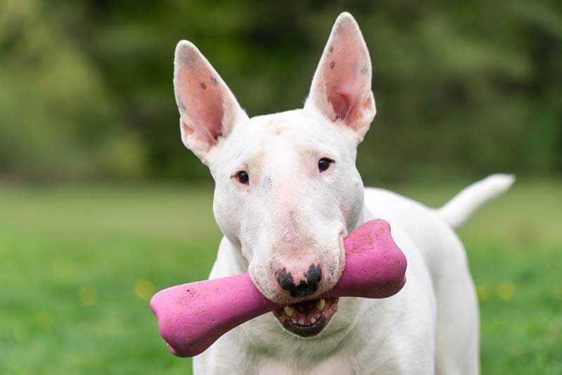 bull terrier with a toy in his mouth