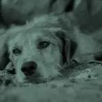 abandoned dogs