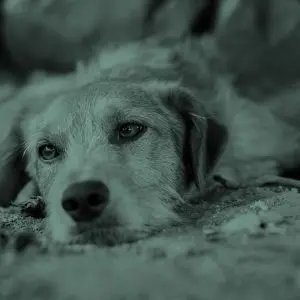 abandoned dogs