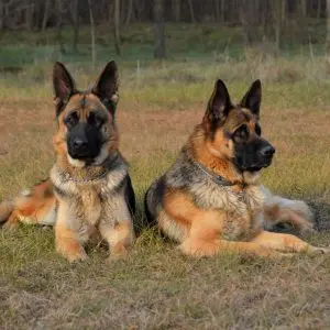 About guard dogs
