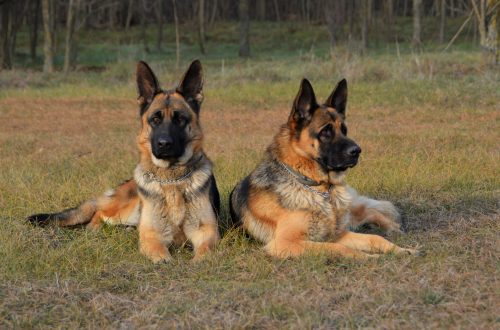 About guard dogs