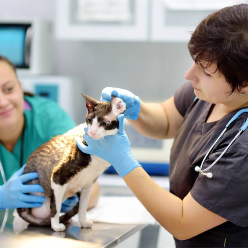 Abscess in a cat