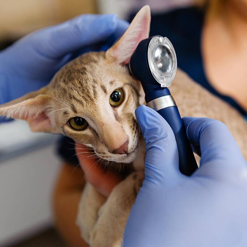 Abscess in a cat