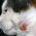 Abscess in a cat