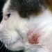 Ultrasonic teeth cleaning for cats