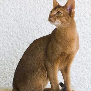 Abyssinian breeding