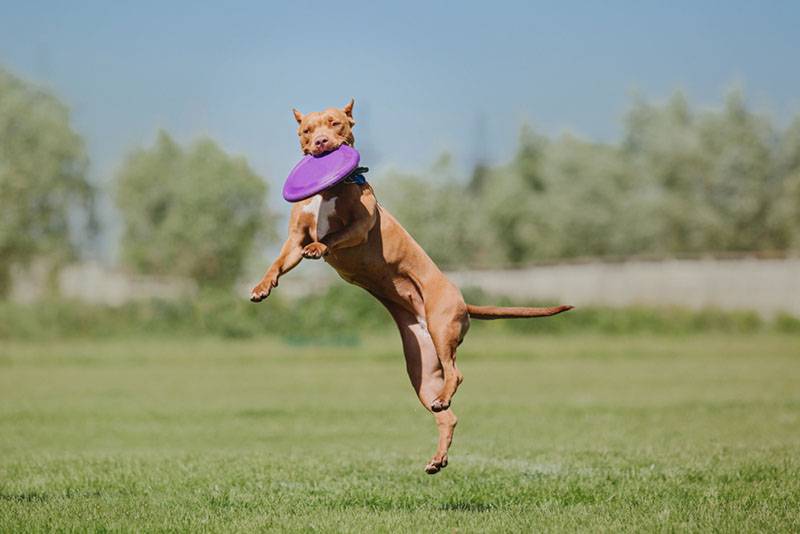 american pit bull terrier catching a flying disc
