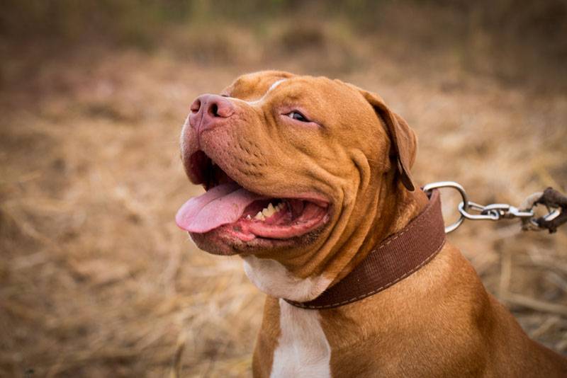 red american pit bull in brown collar