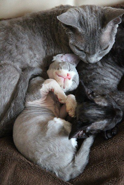 Mother cat with Devon Rex kittens