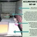 Acclimatization in cats