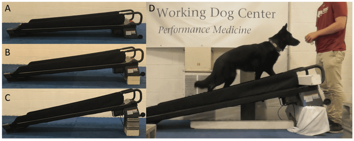 Acclimatization in dogs