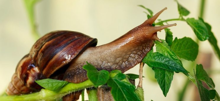 Achatina snail: a description of how to keep at home