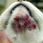 acne in cats