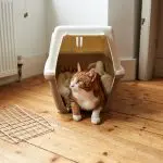 Adaptation of a cat in a new house