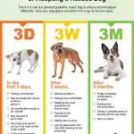 Adaptation of a dog from a shelter to a new family: stages