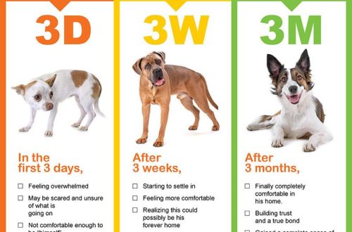 Koera kohanemine varjupaigast uude perre: etapid