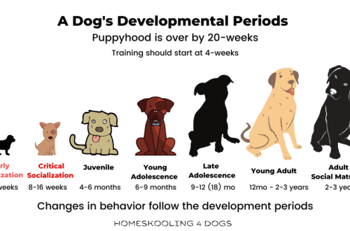 Adolescence in dogs