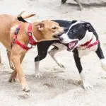 Adult dog bites in the game: what to do?