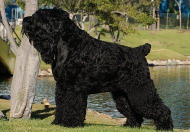 Big Black Russian Terrier