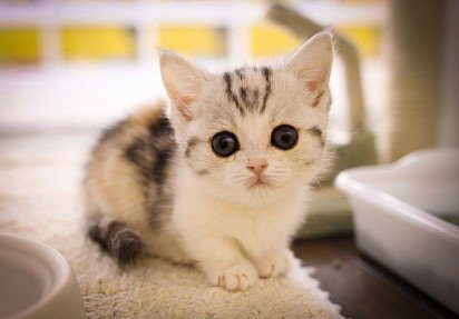 Munchkin kitten