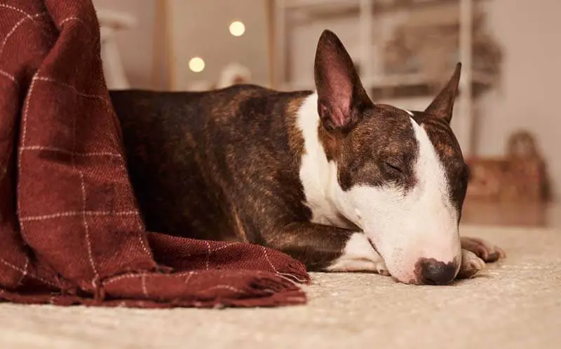 bull terrier sleeping on carpet