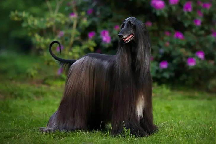 Afghan Hound