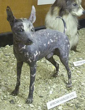 African Hairless Dog