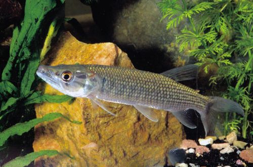 African pike