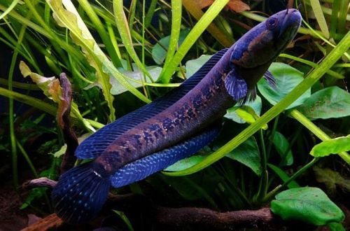 African snakehead