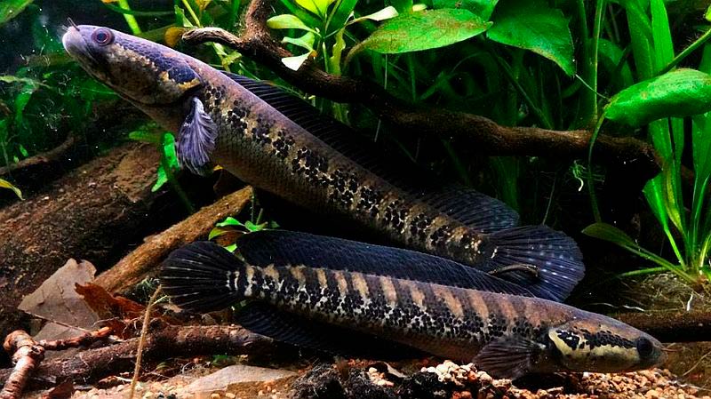 African snakehead