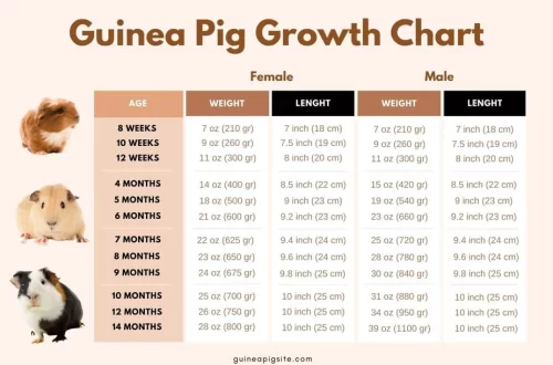 Age and weight of guinea pigs